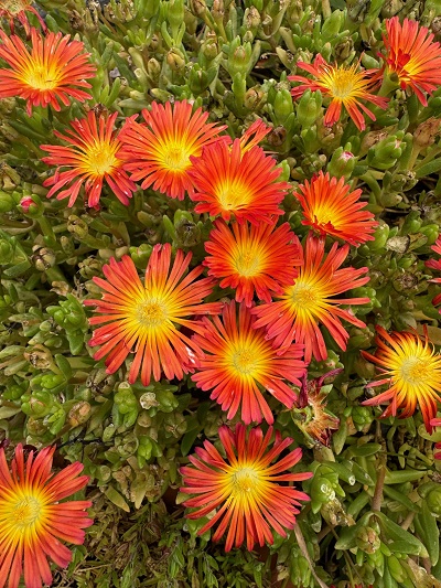 Delosperma 'Suntropics Orange'